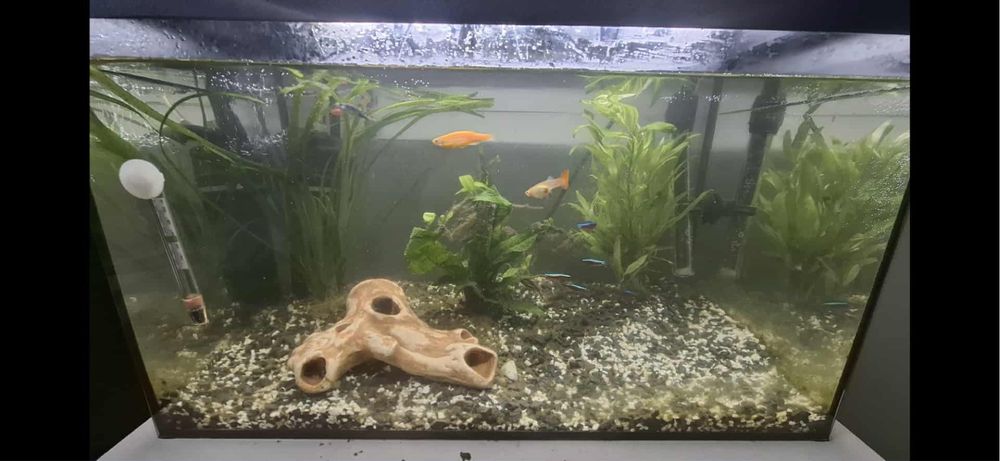 Akwarium ze sprzętem