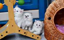 Przepiękna koteczka ragdoll seal torbie bicolor