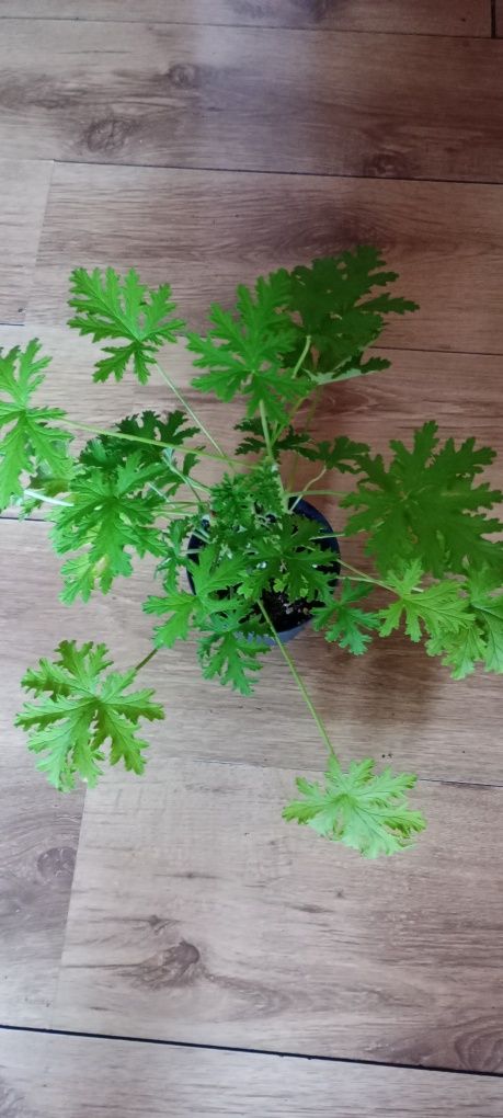 Trzykrotka Peperomia geranium fikus cisus