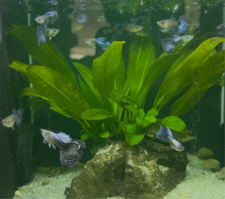 Casais Guppy Metal Blue Lace