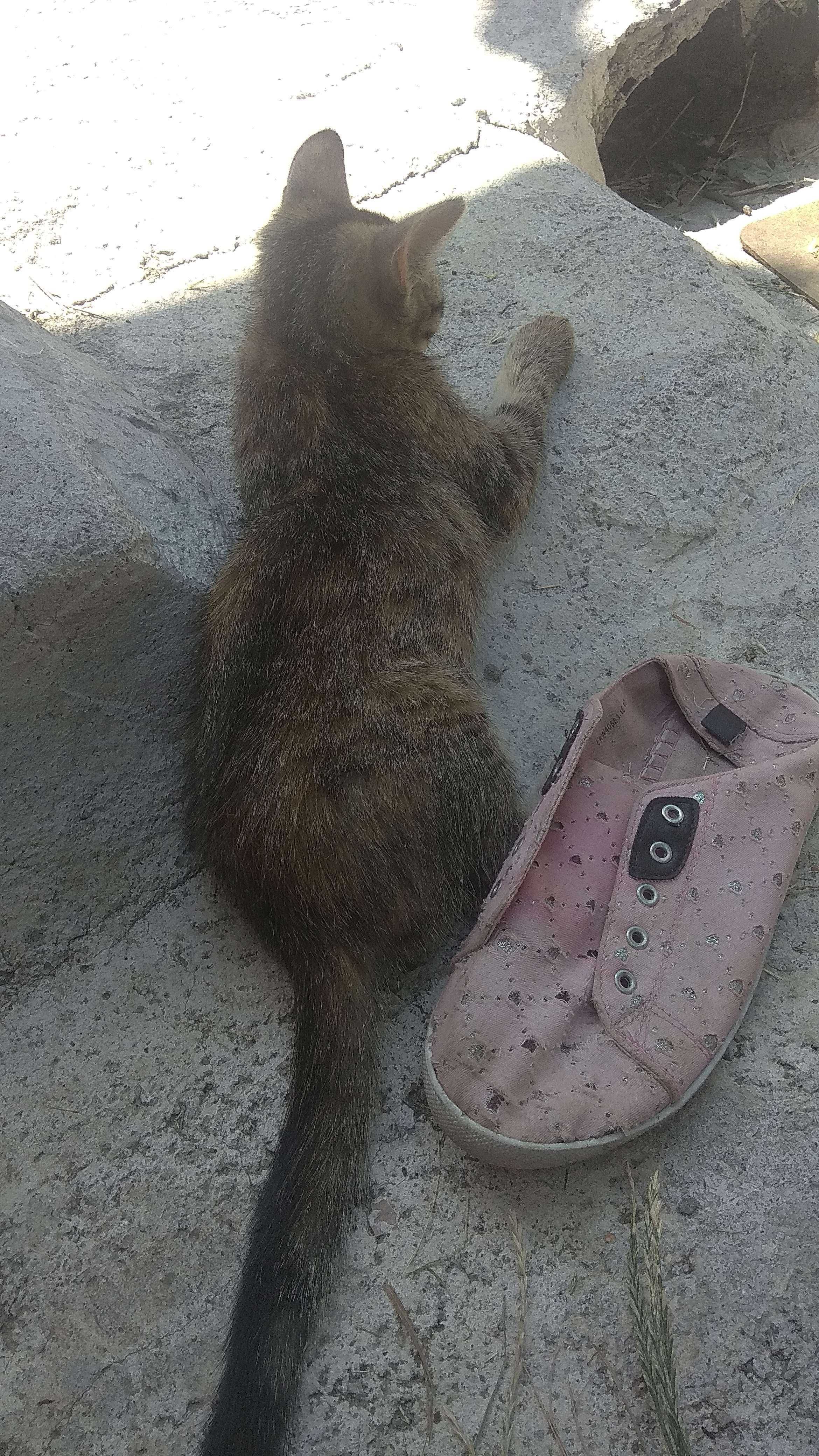 Здоровые котята (3 кошечки )
