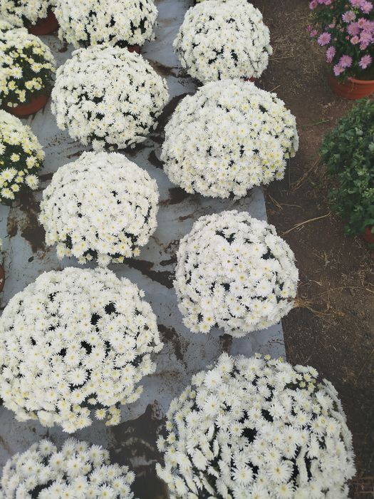 Chryzantemy przecudowne kopeczki