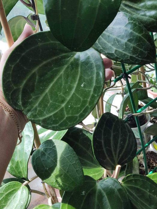 Хойя Латіфолія, зріз визрівшого вузла. Вкорінені запитуйте.