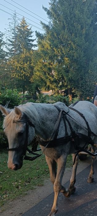 Sprzedam klacz wielkopolską