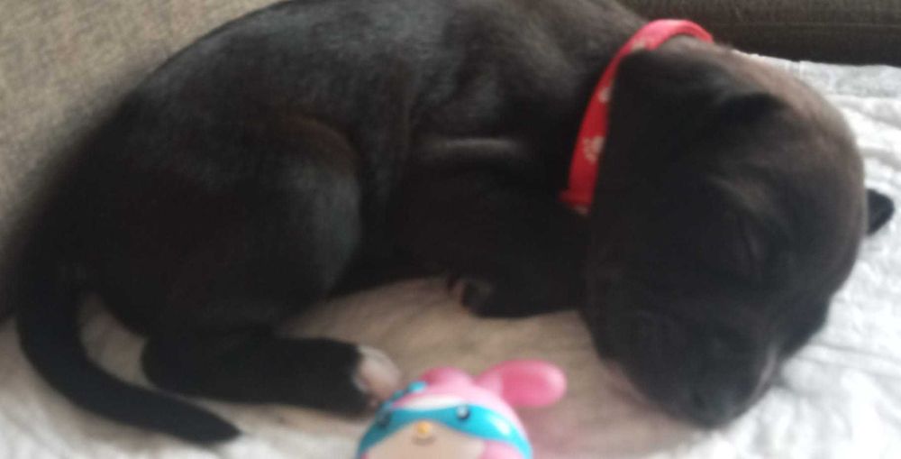 Adoção , -raça  lab pei -