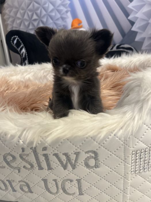 Chihuahua niebieska sunia długowłosa prawdziwa mini mini.MEGA CUDO