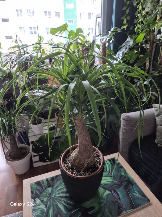Beaucarnea nolina stopa słonia