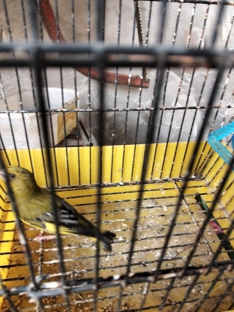 Troco por feme agapórni ou caturra ou kakari