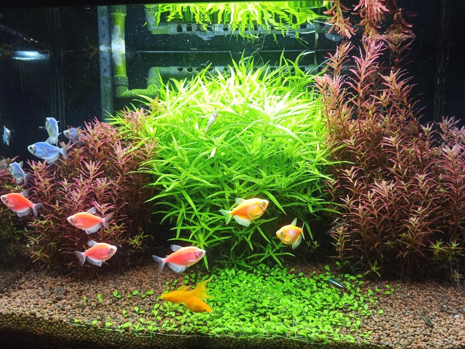 Rośliny z przycinki