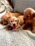 CIEMNOZŁOTY piesek Golden Retriever