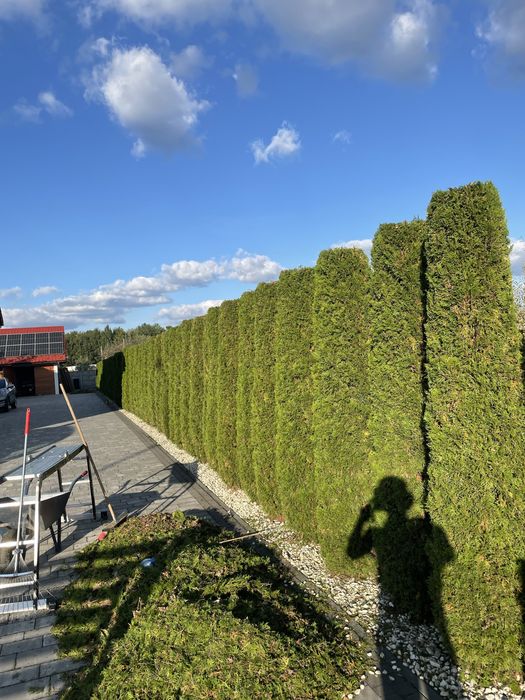 WKOŁO DOMU- mycie kostki,elewacji,ogrodnik,malowanie wnętrz,sprzatanie