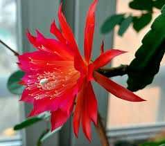 Епіфіллум (Epiphyllum)