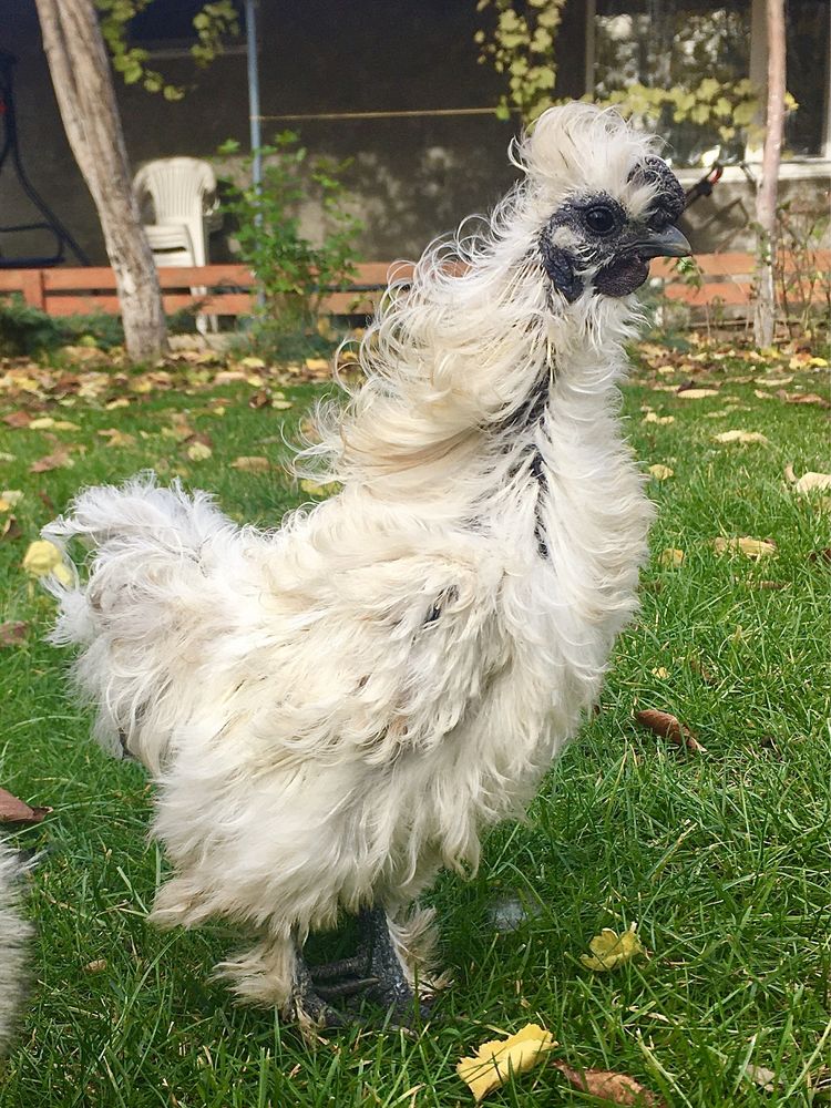 Півник Кучерявий - Silkie Китайської Шовкової ( фризлі )