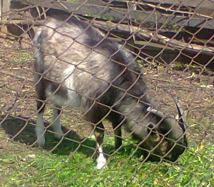 3 кози костопіль