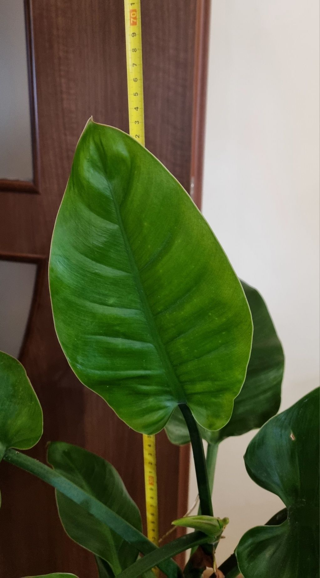 Philodendron imperial green