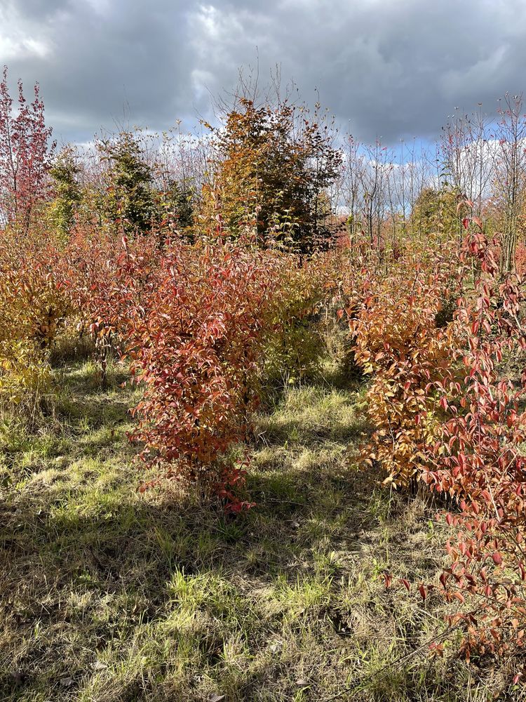 Cornus mas - Dereń jadalny (gesty, owocujący krzew)