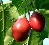 Tamarilho e Cordyline australis
