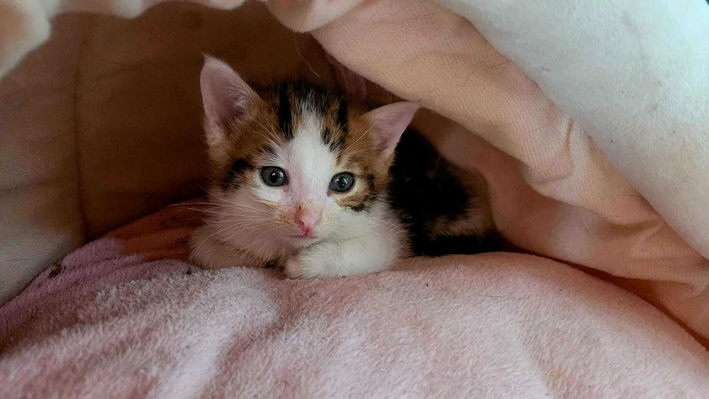 Sezamek i Orzeszek to ok.6 tyg kociaki o dłuższej sierści Patrycja  Ma