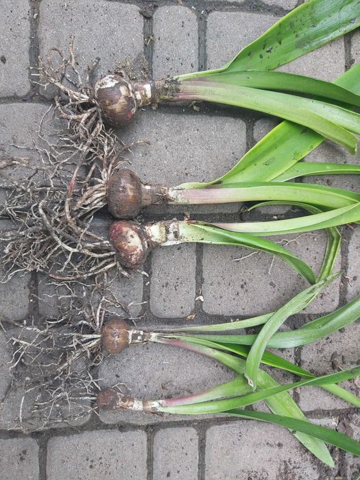 Квіти КАКТУС,(КЛІВІЯ,ГІППЕАСТРУМ- великі цибулини)