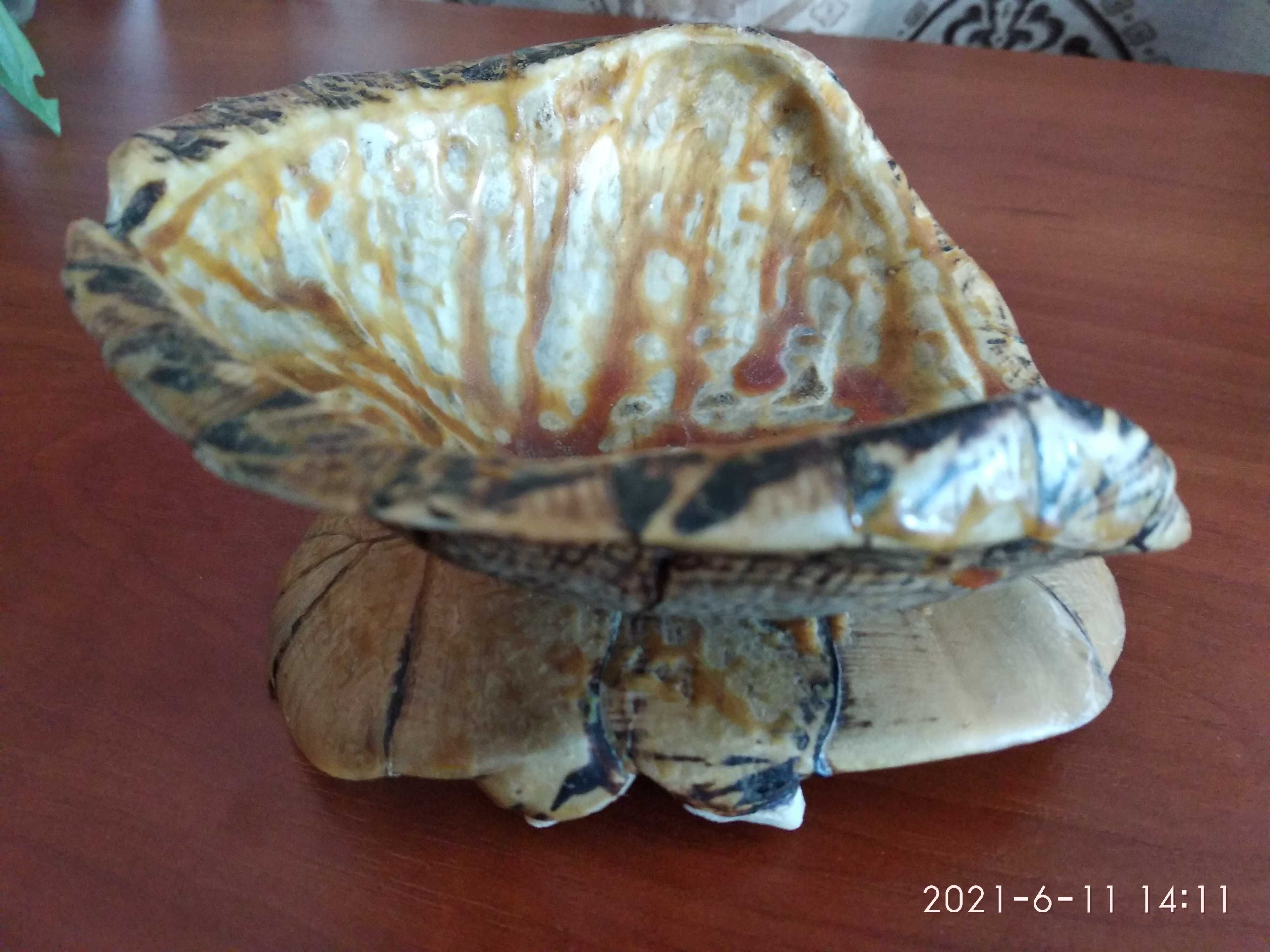Попільничка панцир черепахи вінтаж ретро