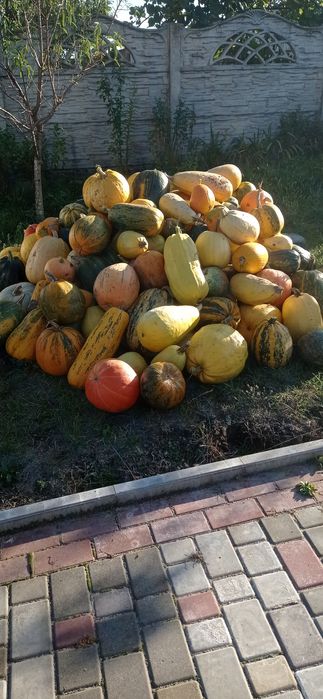 Продам гарбузи кормові,дрібну картоплю