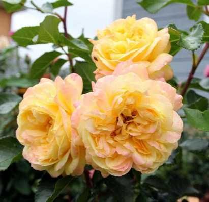 Роза флорибунда Лампион (Rosa Floribunda Lampion)