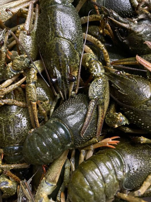 Живі Раки опт, роздріб, узв