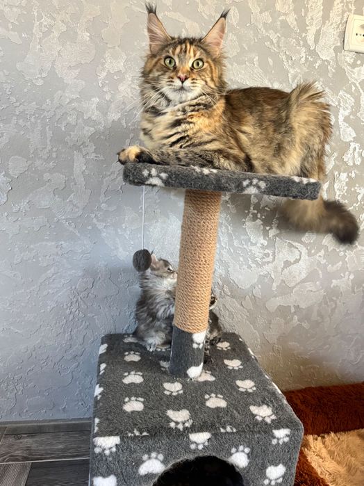 Кошенята Мейн кун