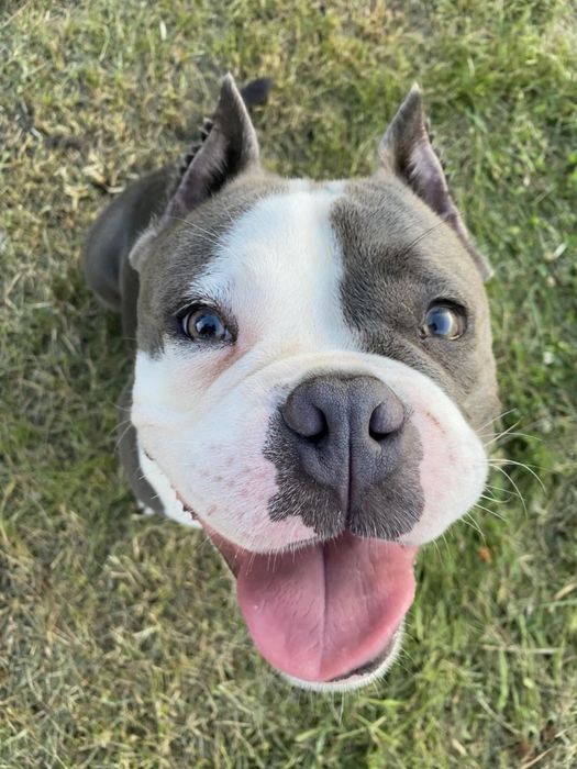 Зоогостинница, передержка