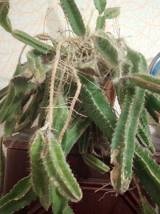 Ехінопстс, алоє, опунція, кактуси