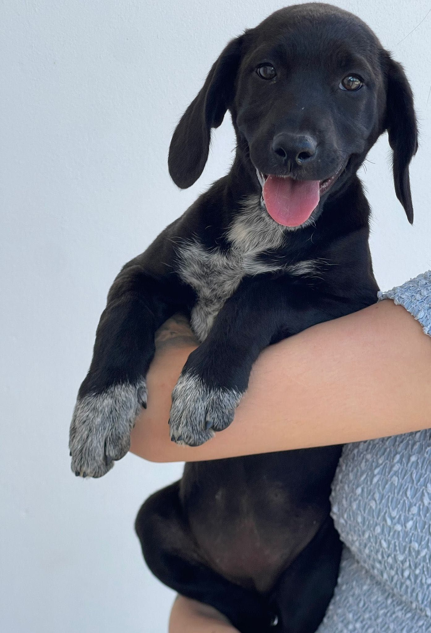 Cadela bebé para adoção RESPONSÁVEL