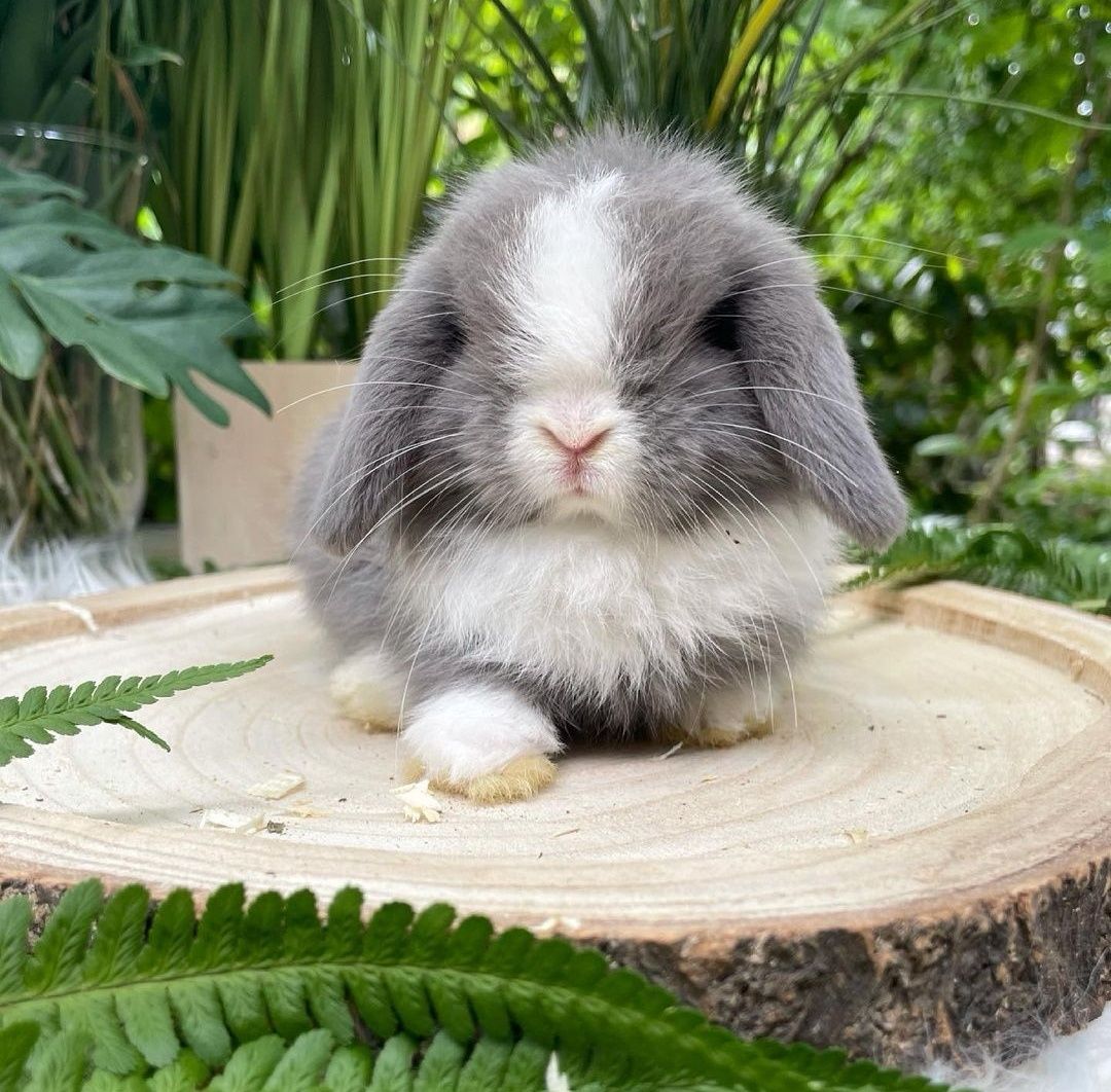 KIT Coelhos anões orelhudos, mini lop desparasitados