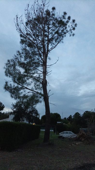 Trabalhos de jardinagem e podas de árvores