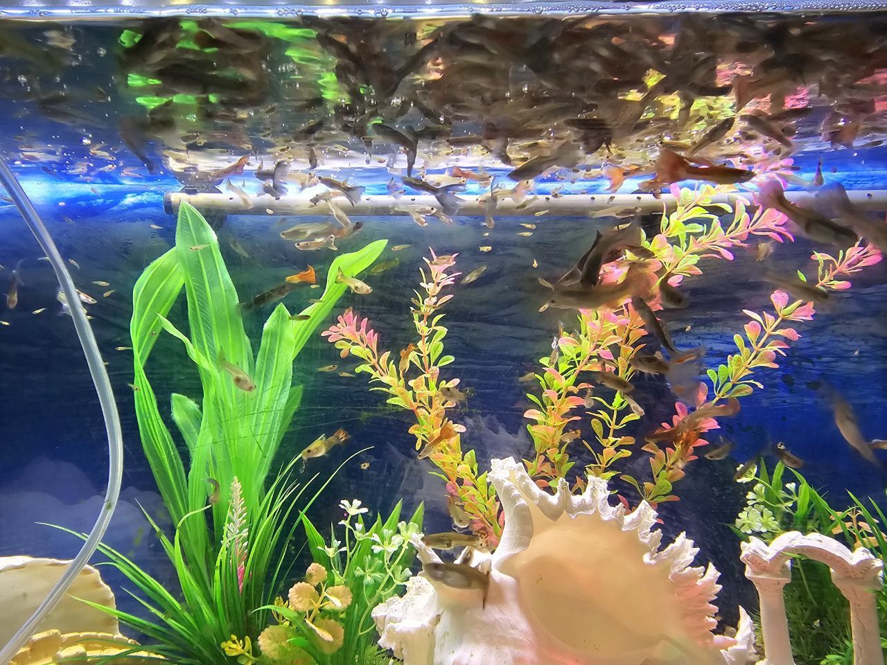 Vendo peixes Guppy por unid.