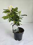 Różanecznik 'Madame Masson' (Rhododendron 'Madame Masson')