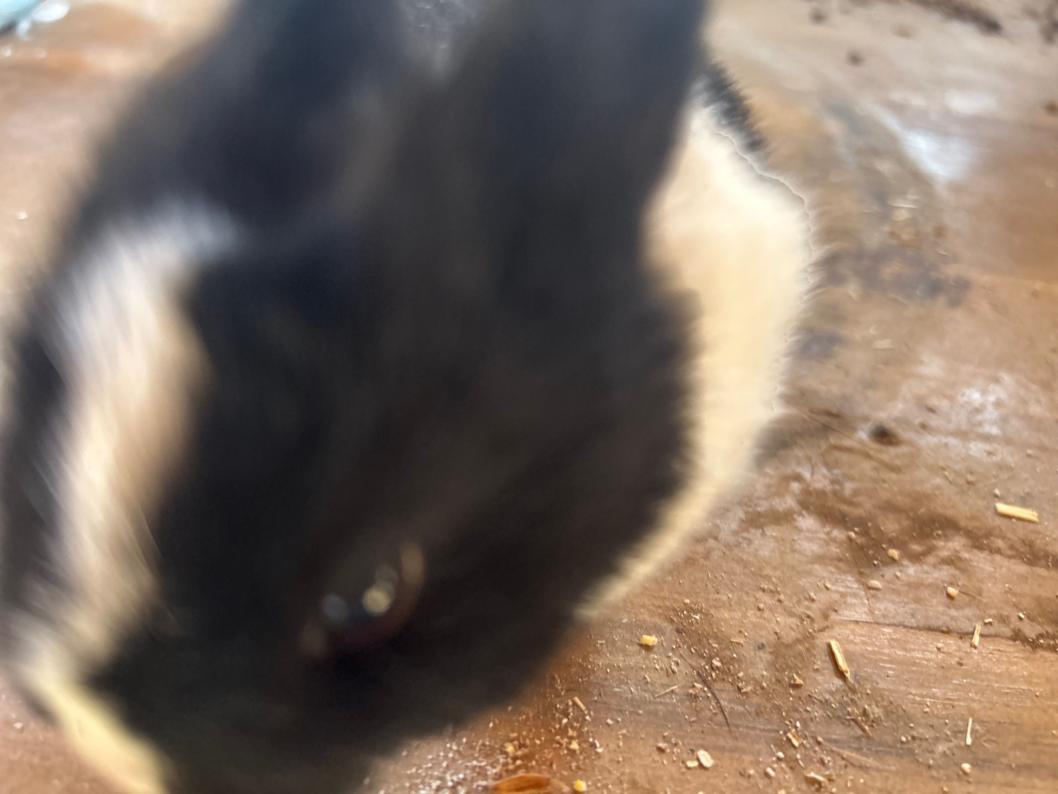 Coelhinhos fofos e carinhosos