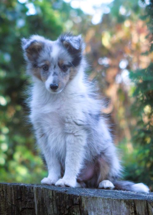 Śliczny piesek blue merle