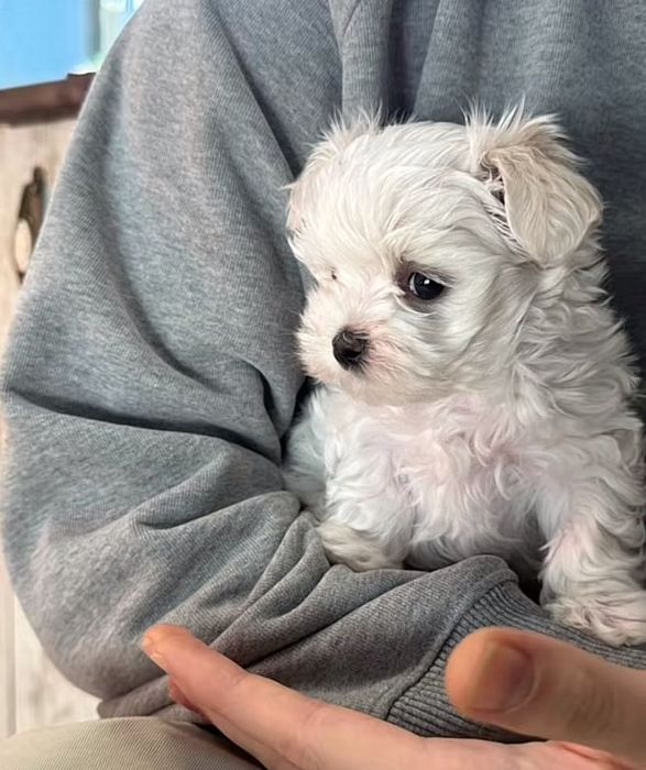 Цуценята Мальтійської болонки