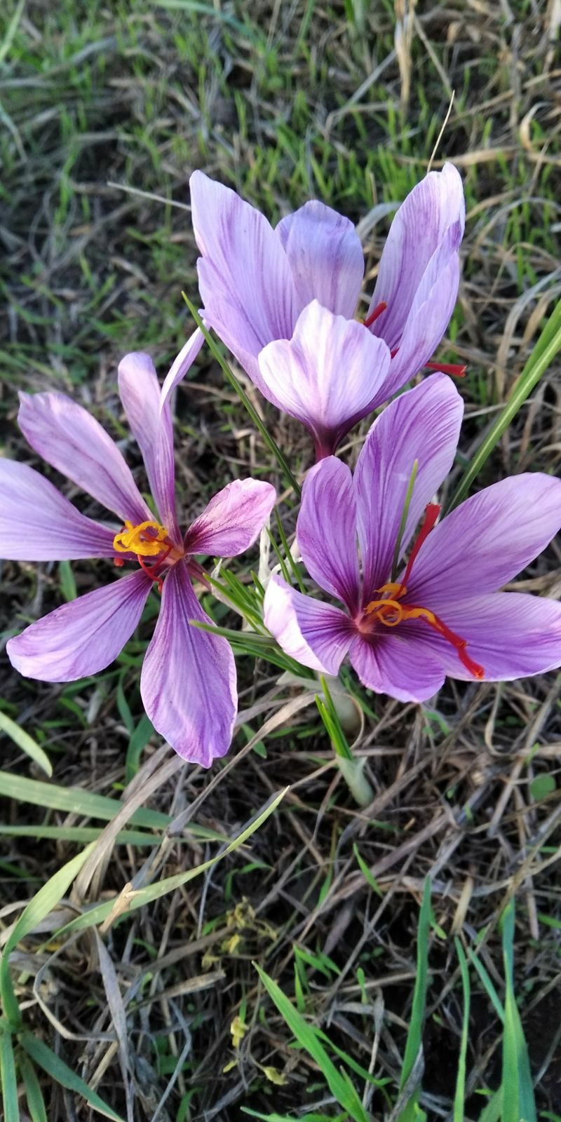 Шафран спеція, crocus sativus та цибулинки