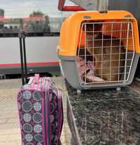 Перевозка домашних животных (зоотакси)