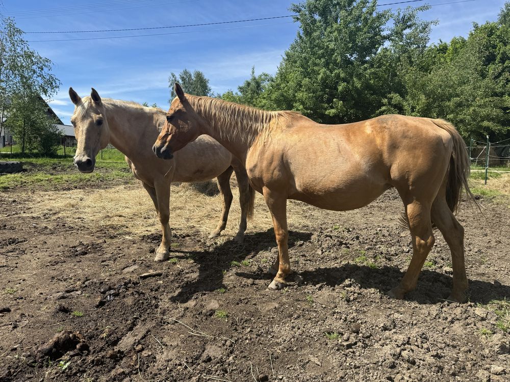 CAMINO - wysoko źrebna klacz AQH import Ohio/ koń dla dziecka