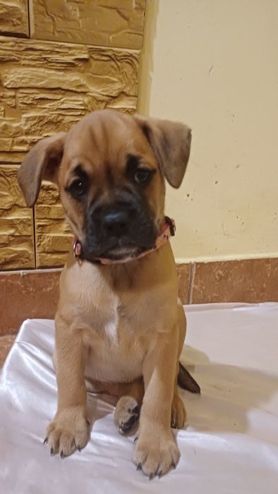 Oddam Pieski Bokserki