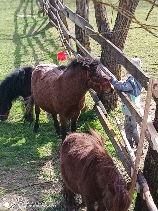 Sprzedam kucyka  ogierka  kucyki kucyk !
