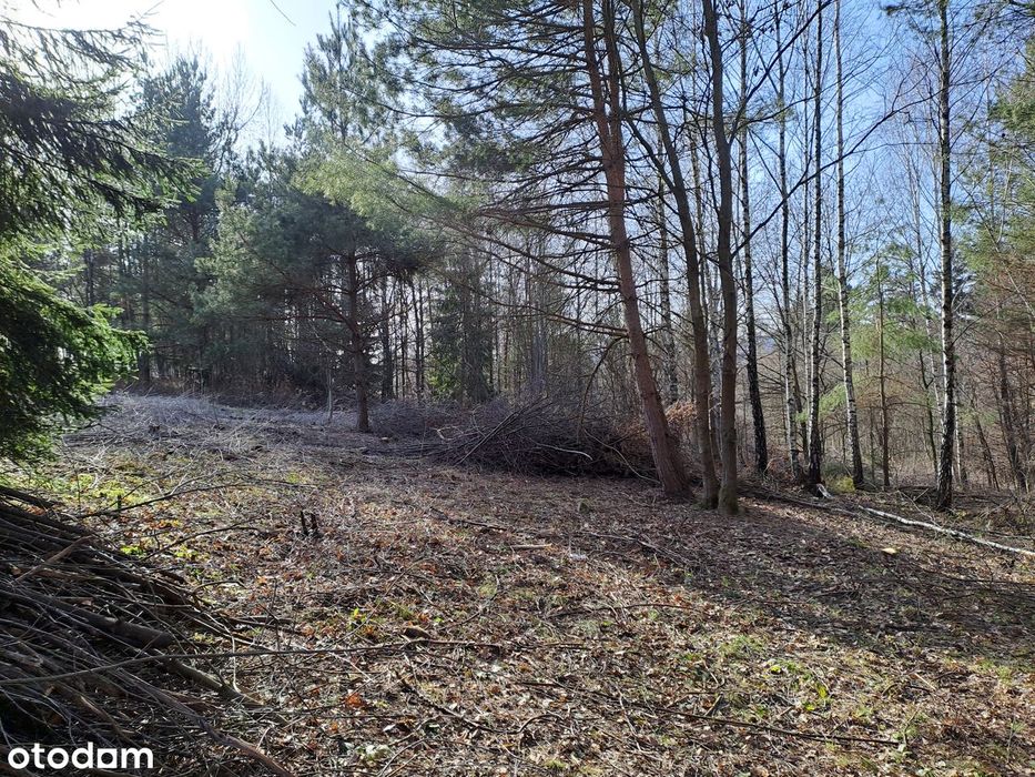 Dąbrówka Jezioro Mucharskie