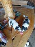 Jack Russell Terrier