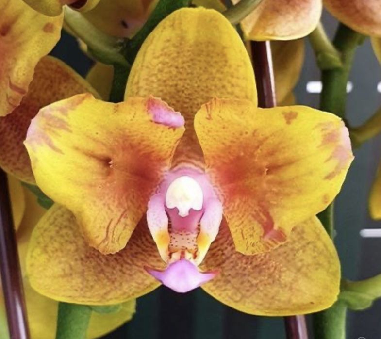 Домашні    орхідеї