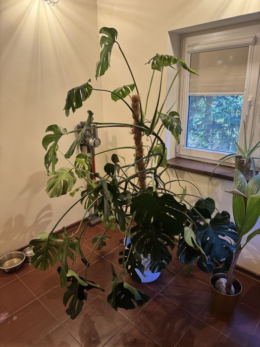 Monstera 1,8m zdrowa POLECAM