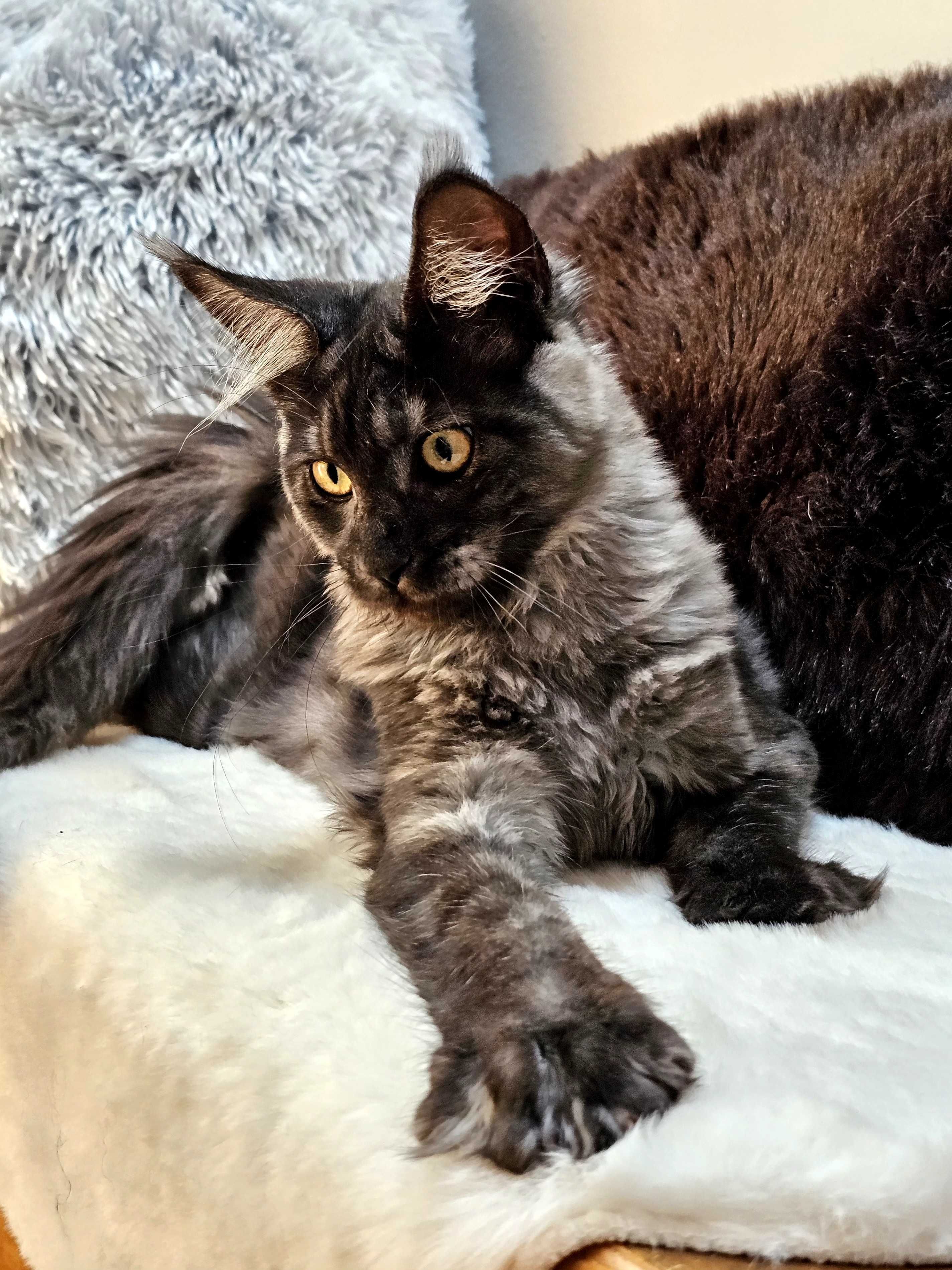 Kotka rasy Maine Coon - rodowód FPL