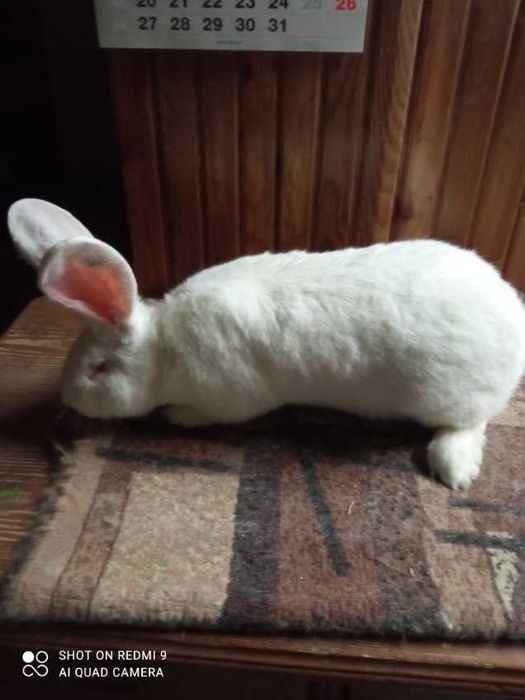 Królik Belgijski Olbrzym Biały BOB