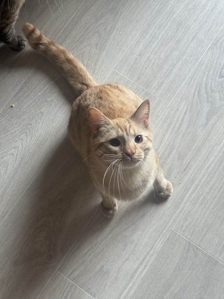 Котик шукає родину